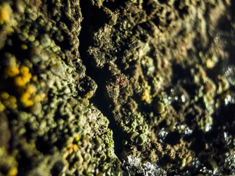 Natural background Stock Photos