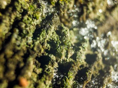 Natural background Stock Photos