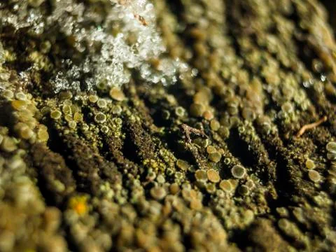 Natural background Stock Photos