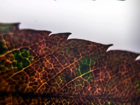 Natural background Stock Photos