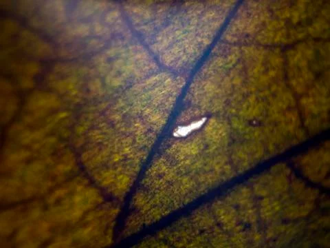 Natural background Stock Photos