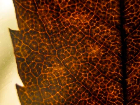 Natural background Stock Photos