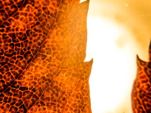 Natural background Stock Photos