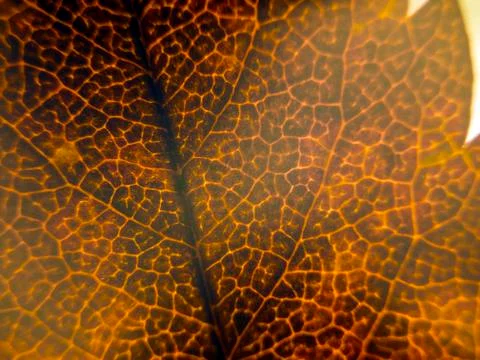 Natural background Stock Photos