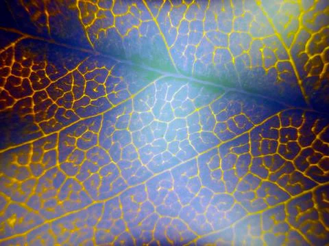 Natural background Foto stock