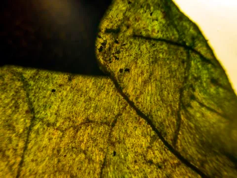 Natural background Stock Photos