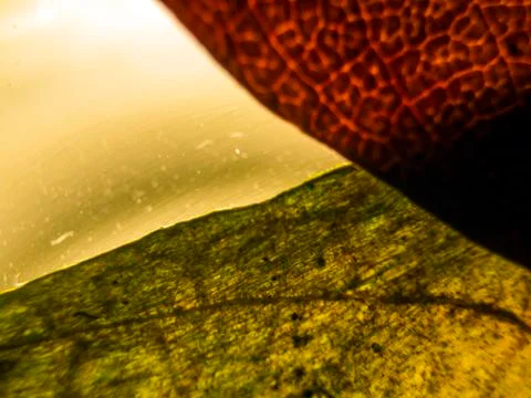 Natural background Stock Photos