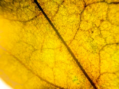 Natural background Stock Photos