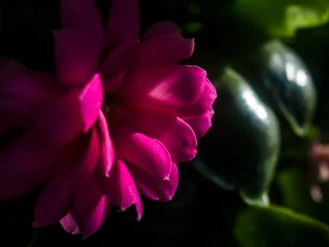 Natural background Stock Photos