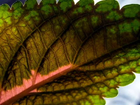 Natural background Stock Photos