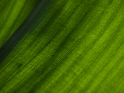 Natural background Stock Photos