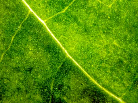 Natural background Stock Photos