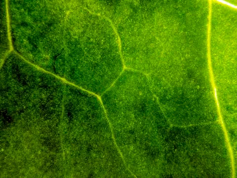 Natural background Stock Photos