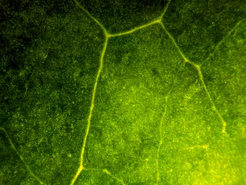 Natural background Stock Photos