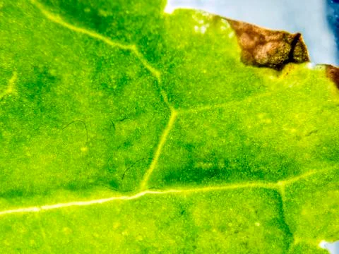 Natural background Stock Photos