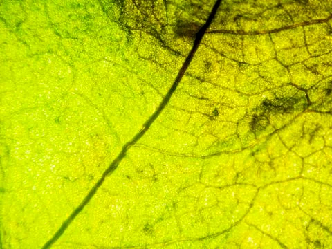 Natural background Stock Photos