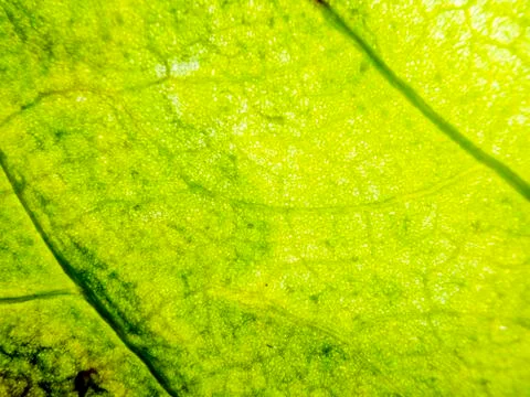 Natural background Stock Photos