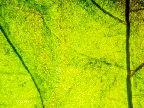 Natural background Stock Photos