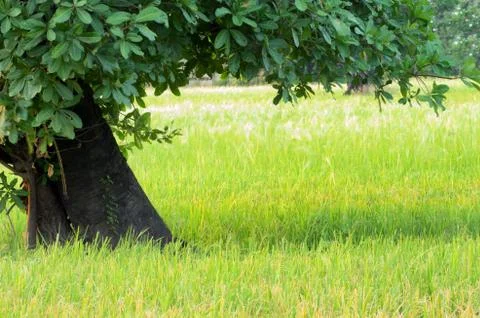 Natural background Stock Photos