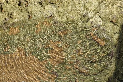 Natural background. Foto stock