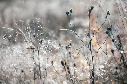 The natural background Foto stock