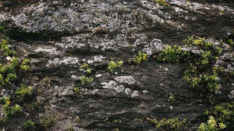 Natural background. Stock Photos