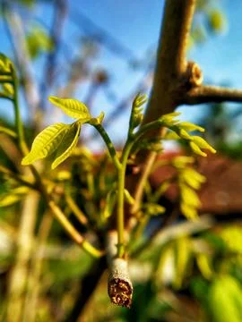 Natural background Stock Photos