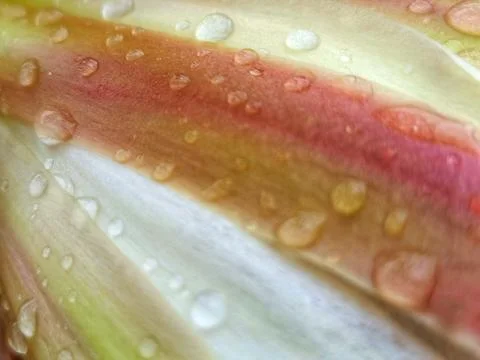 Natural background Stock Photos