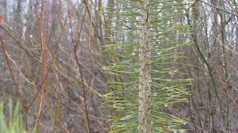 Natural background with pine branch Video stock 36523910