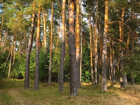 Natural background - pine forest. Stock Photos