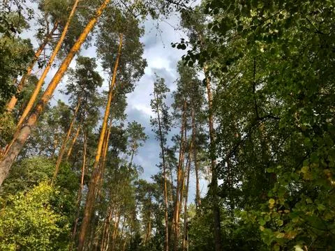 Natural background - pine forest. Stock Photos