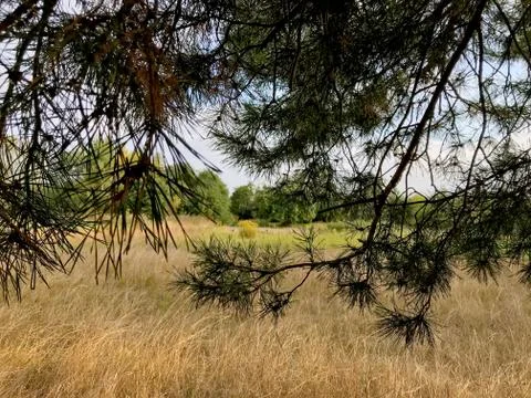 Natural background - pine forest. Stock Photos