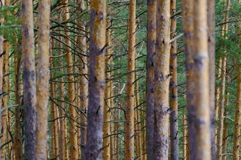Natural background as pine forest. Trunks of trees with dry branches Stock Photos