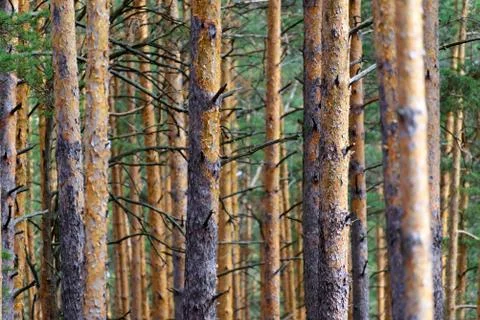 Natural background as pine forest. Trunks of trees with dry branches 写真素材