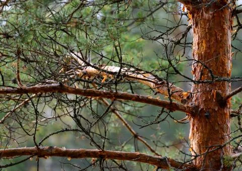 Natural background as pine forest. Trunks of trees with dry branches Fotos Stock