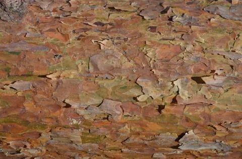 Natural background pine trunk close-up Stock Photos