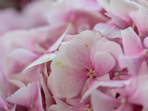 Natural background of pink hydrangea close-up. Selective focus Stock Photos