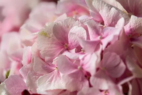 Natural background of pink hydrangea close-up. Selective focus Stock Photos