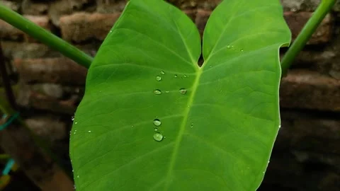 Natural background. raindrops on taro leaves. Stockbeeldmateriaal 301856005
