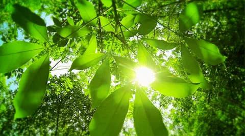 Natural background, rubber tree leafs in sunlight Vídeos de archivo 36785673