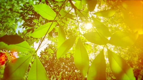 Natural background, rubber tree leafs in sunlight Stock Footage 36786290