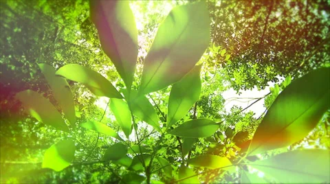 Natural background, rubber tree leafs in sunlight Stock Footage 36786806