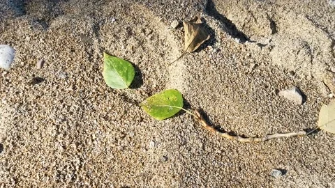 Natural background with sandy surface and leaves 库存影片 139625173