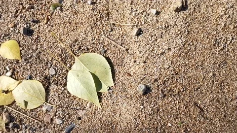 Natural background with sandy surface and leaves Video stock 139625204