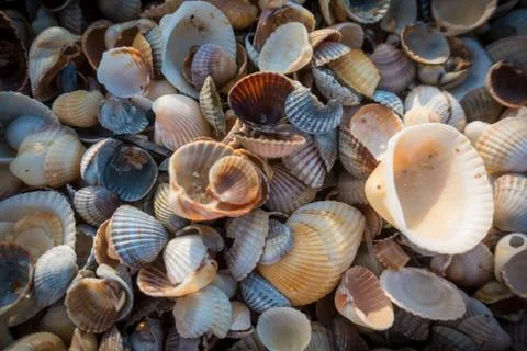 Natural background with seashell at the beach Stock Photos