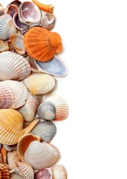 Natural background of seashells Stock Photos
