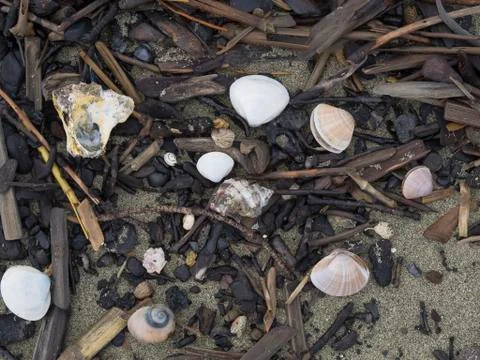 Natural background shells and dark wood on the sand Stock-Fotos