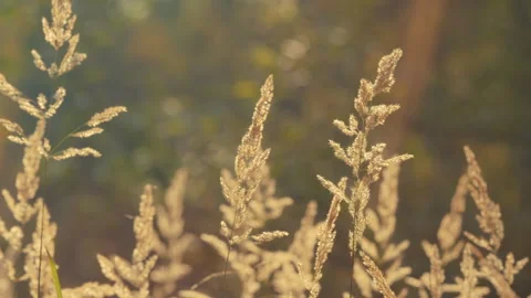 Natural Background Of Soft Pampas Grass On A Blurry Dark Bokeh. Grass-Like Stock Footage 296280051