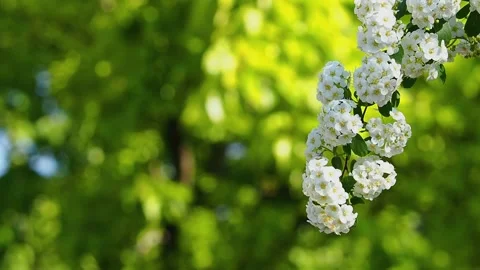 The natural background of spring blooming. Stock Footage 196593268