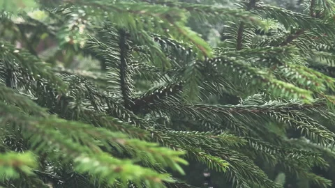 Natural background, spring sun peeking through the branches of a spruce tree Stock Footage 305527750